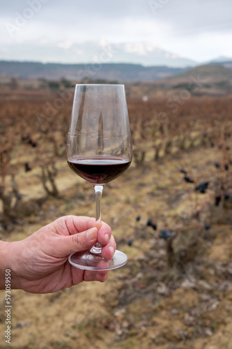 Tasting of rioja wine, ripe and dry bunches of red tempranillo grapes after harvest, vineyards of La Rioja wine region in Spain, Rioja Alavesa in winter photo