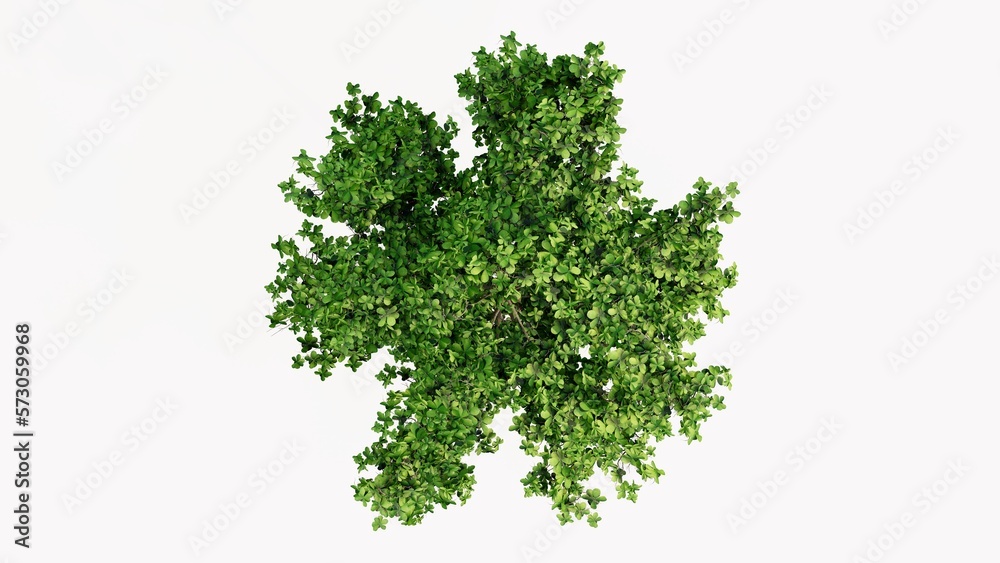 3D Top view Green Trees Isolated on white background, use for visualization in graphic design. 3D Top view Green Trees Isolated on white background, use for visualization in graphic design.