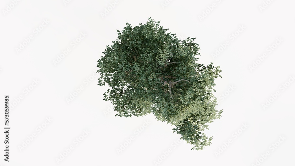 Fototapeta premium 3D Top view Green Trees Isolated on white background, use for visualization in graphic design.