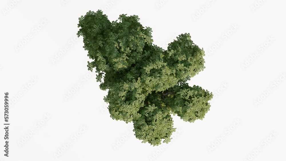 3D Top view Green Trees Isolated on white background, use for visualization in graphic design.
3D Top view Green Trees Isolated on white background, use for visualization in graphic design.