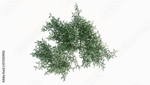 3D Top view Green Trees Isolated on white background  use for visualization in graphic design.  