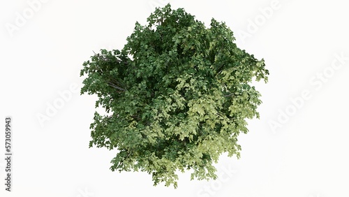 3D Top view Green Trees Isolated on white background  use for visualization in graphic design.  