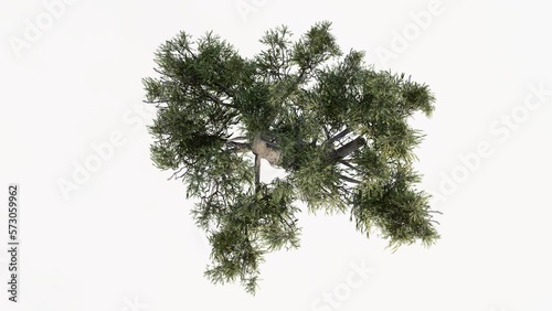 3D Top view Green conifer Trees Isolated on white background  use for visualization in graphic design. 