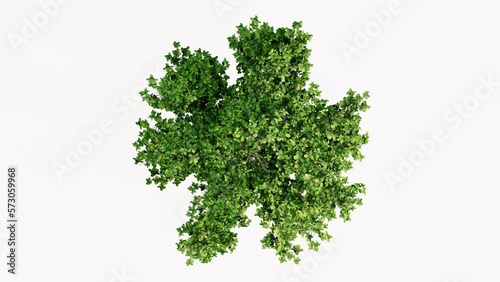 3D Top view Green Trees Isolated on white background, use for visualization in graphic design.