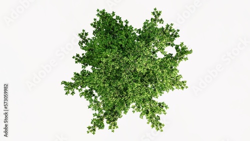 3D Top view Green Trees Isolated on white background  use for visualization in graphic design.  