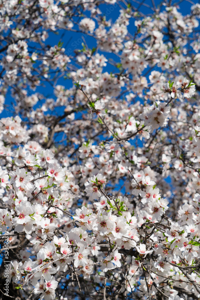 almond tree bloom