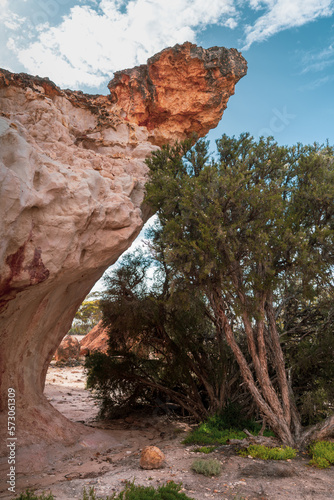 tree next to arid rocks 