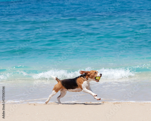 Dog runs along the beach