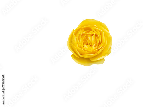 Yellow little rose  cut out and isolated.