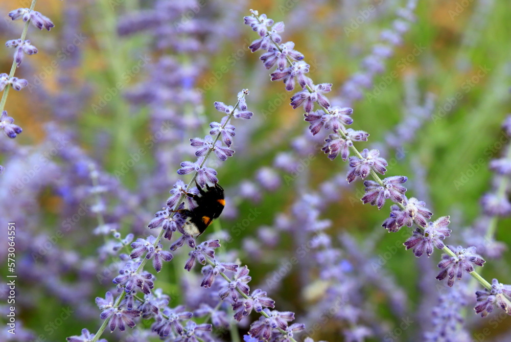 Purple lavender flower in meadow, bumblebee collects pollen. Lavender field, oil for perfumery, medicine, drugs, aromatherapy Purple lavender flower in meadow, bumblebee collects pollen. Lavender field, oil for perfumery, medicine, drugs, aromatherapy