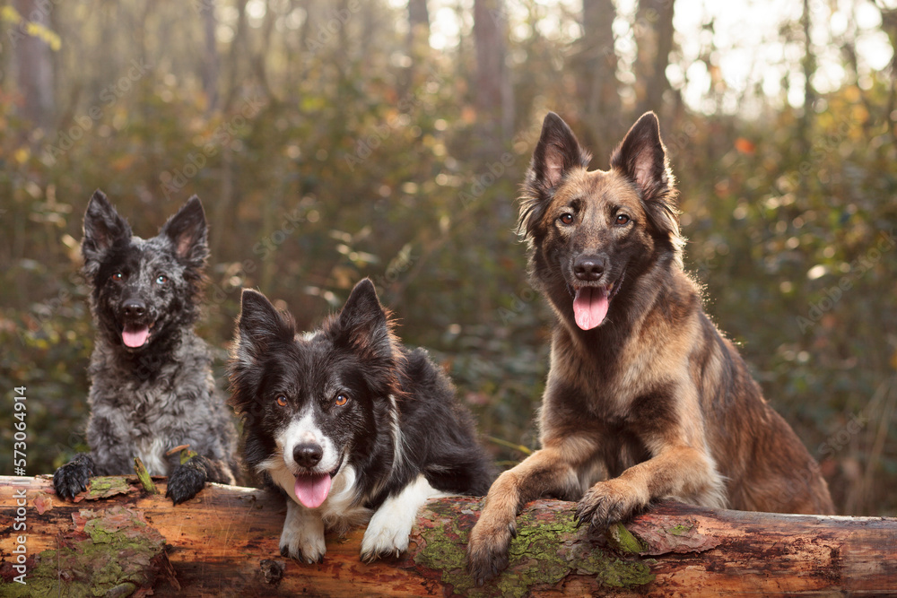group of three dogs standing on a fallen tree log at sunset in the forest group of three dogs standing on a fallen tree log at sunset in the forest