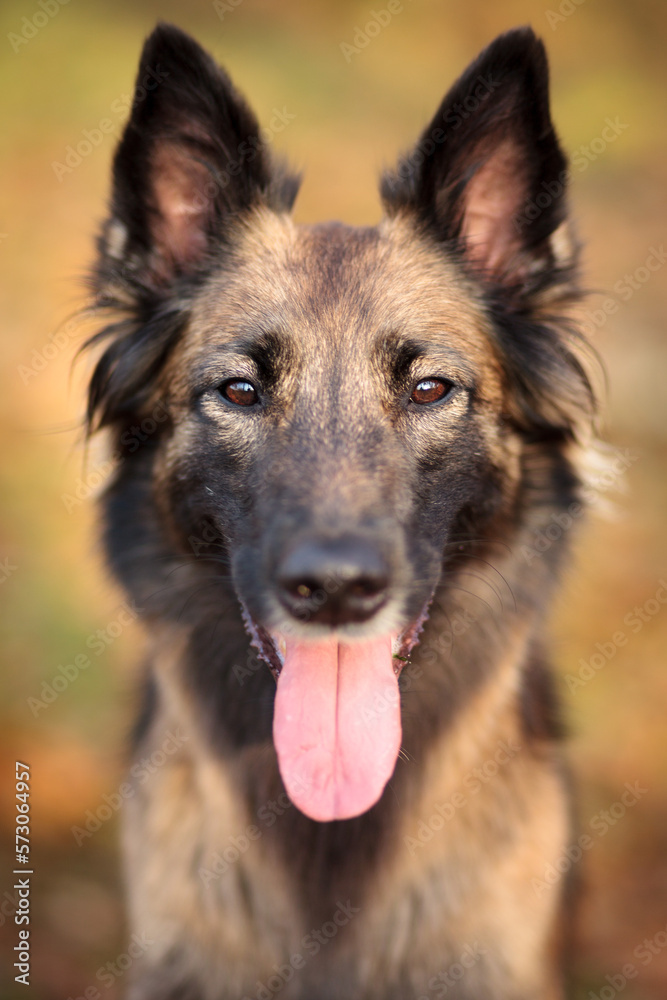 belgian shepherd tervueren dog close up portrait looking at the camera