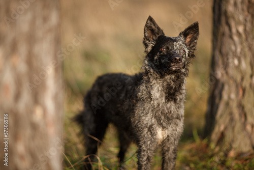 mudi dog standing in a forest at sunset photo
