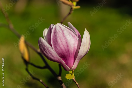 cottage garden  flower and fungus