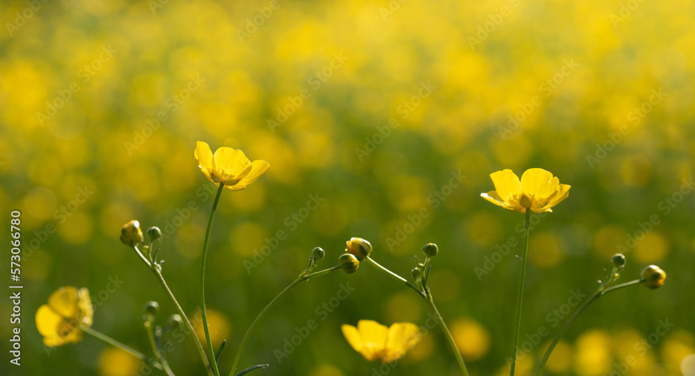 Yellow buttercups bloom in a flower meadow outdoors Yellow buttercups bloom in a flower meadow outdoors