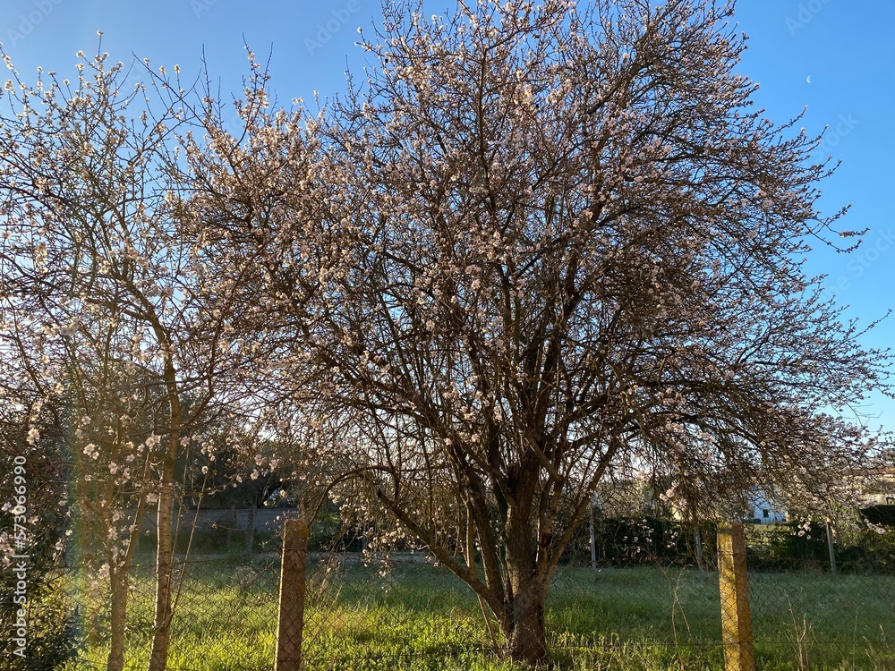 Obraz premium tree in spring