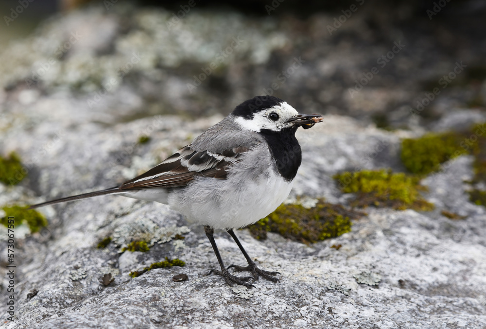 White wagtail (Motacilla alba) standing on a rock with bug in its beak in summer. White wagtail (Motacilla alba) standing on a rock with bug in its beak in summer.