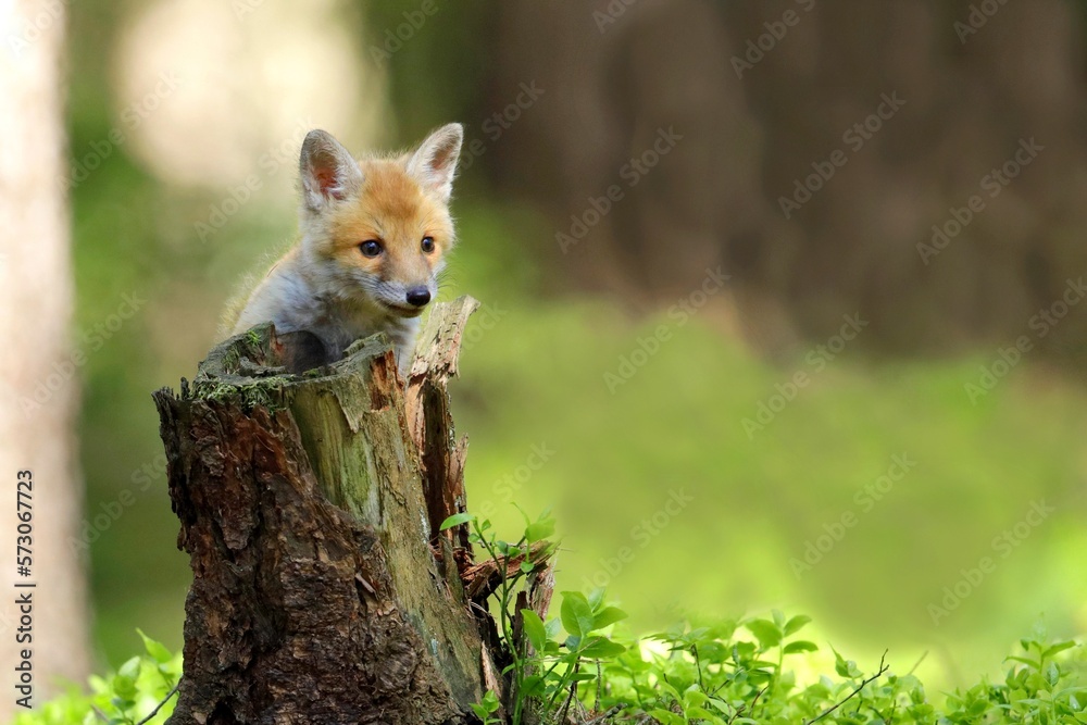 Cute baby red fox, vulpes vulpes, cub playing on green grass and looking into camera in summer nature. Adorable young wild mammals in wilderness from front view. Cute baby red fox, vulpes vulpes, cub playing on green grass and looking into camera in summer nature. Adorable young wild mammals in wilderness from front view.