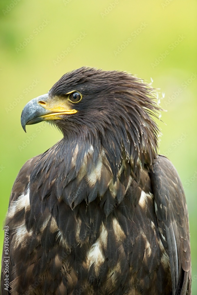 White tailed eagle, (Haliaeetus albicilla), orel mořský, detailed A beautiful portrait, closeup, sharp face eagle. White tailed eagle, (Haliaeetus albicilla), orel mořský, detailed A beautiful portrait, closeup, sharp face eagle.