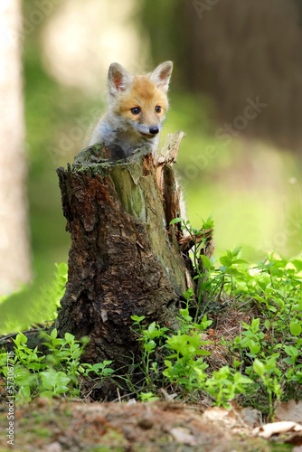 Cute baby red fox, vulpes vulpes, cub playing on green grass and looking into camera in summer nature. Adorable young wild mammals in wilderness from front view. © Miroslav