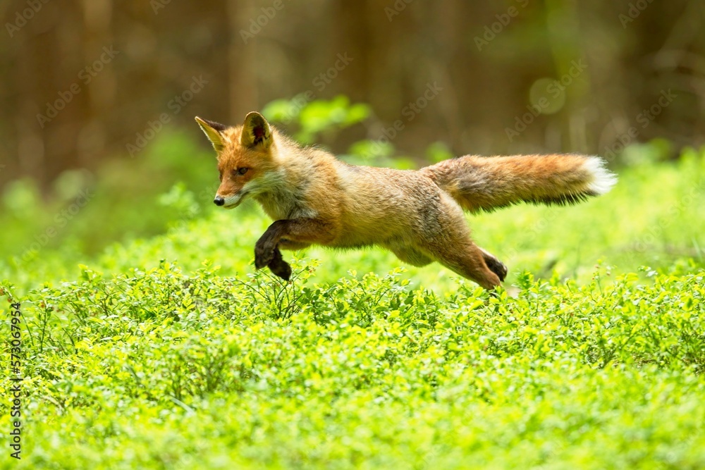 Fototapeta premium Running red fox. Red fox is largest of the true foxes, has the greatest geographic range of all members. Red foxes are usually together in pairs or small groups consisting of families.