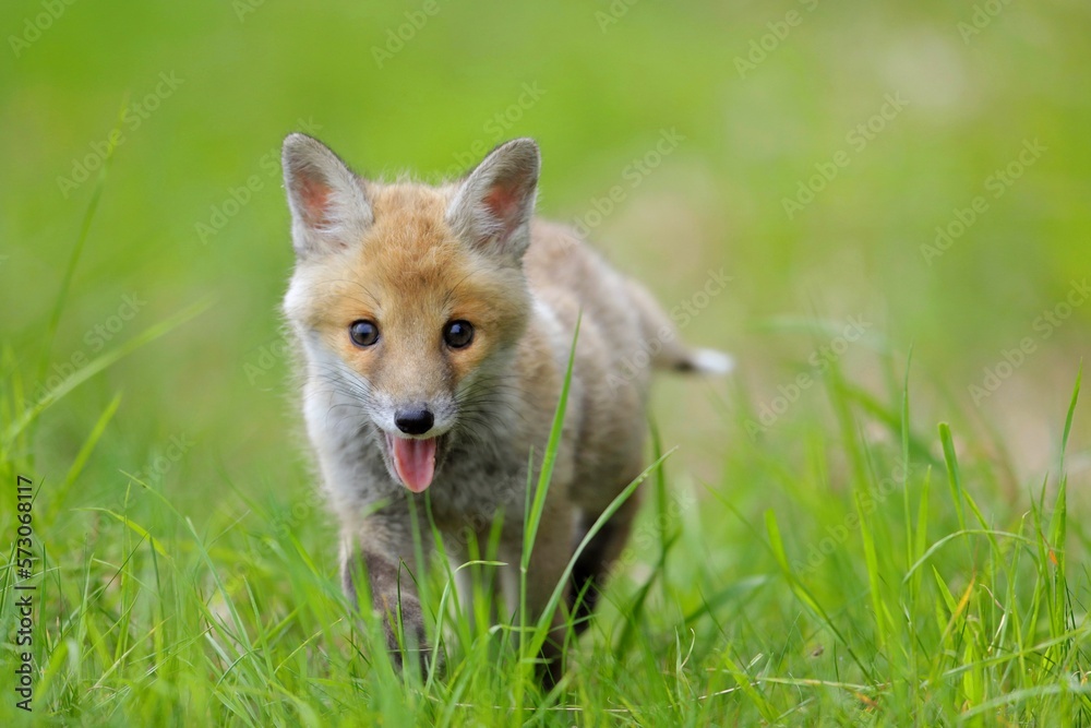 Cute baby red fox, vulpes vulpes, cub playing on green grass and looking into camera in summer nature. Adorable young wild mammals in wilderness from front view. Cute baby red fox, vulpes vulpes, cub playing on green grass and looking into camera in summer nature. Adorable young wild mammals in wilderness from front view.