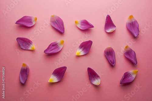 Composition of tulip petals, purple tulip petals laying on a pink background. Flat lay. Viva magenta