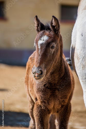 Obraz na plátně Lipizzan mare and purebred dark newborn foal