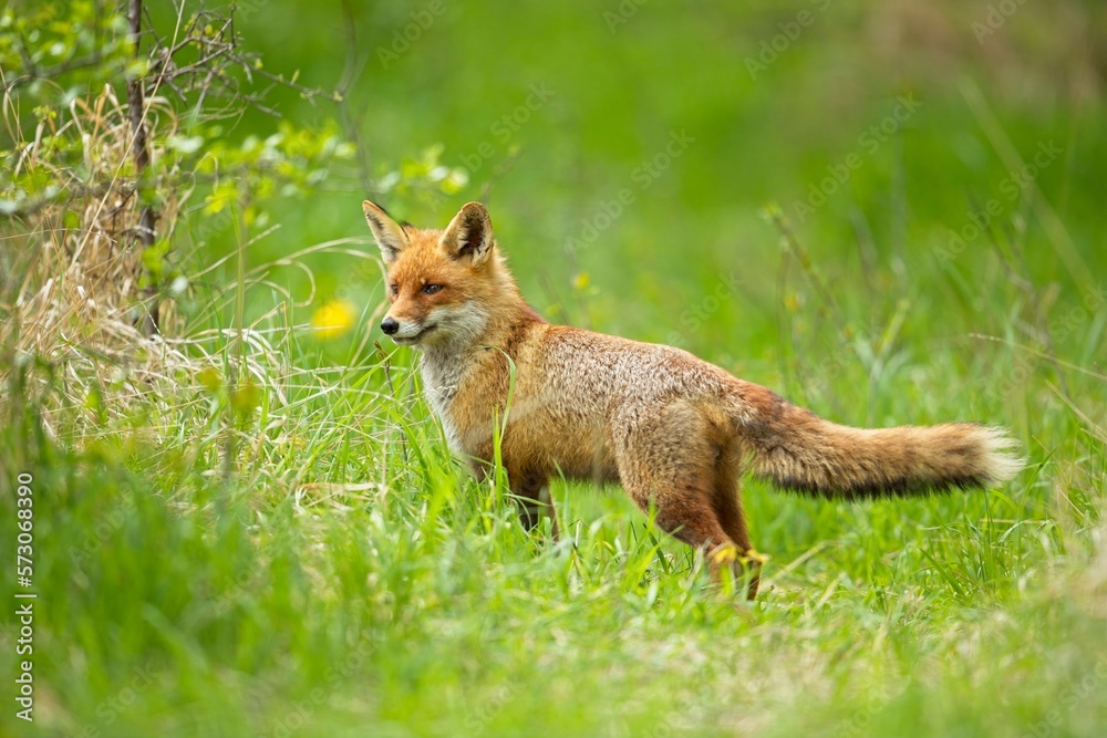 Cute baby red fox, vulpes vulpes, cub playing on green grass with yellow dandelion and looking into camera in summer nature. Adorable young wild mammals in wilderness.