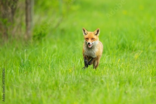 Running red fox. Red fox is largest of the true foxes, has the greatest geographic range of all members. Red foxes are usually together in pairs or small groups consisting of families.