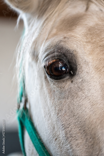 Lipizzaner horse portrait. The Lipizzan or Lipizzaner is a European breed of riding horse developed in the Habsburg Empire in the sixteenth century.