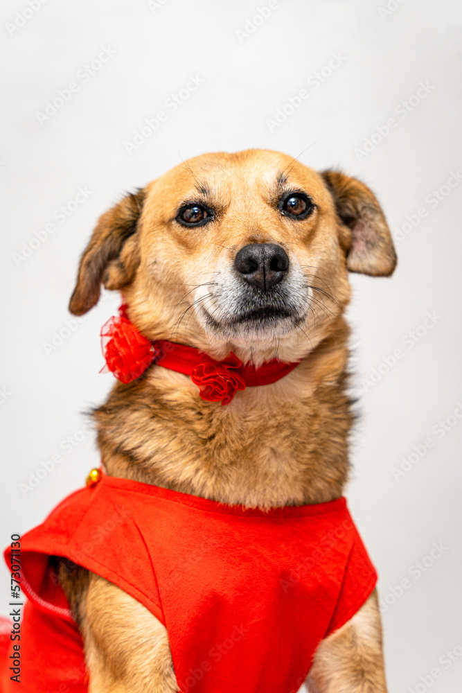 A cute portrait of a brown dog wearing a red bowtie and red dress A cute portrait of a brown dog wearing a red bowtie and red dress