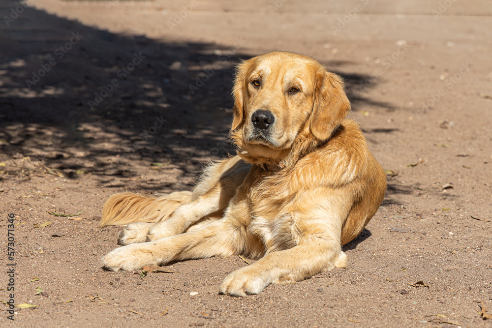 Beautiful big red labrador in a pink collar is a breed of dog smiling to their master and lies on the sand in sunny day Beautiful big red labrador in a pink collar is a breed of dog smiling to their master and lies on the sand in sunny day