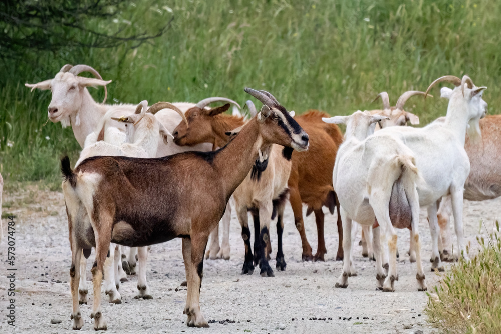 A group of goats grazing in the field. A group of goats grazing in the field.