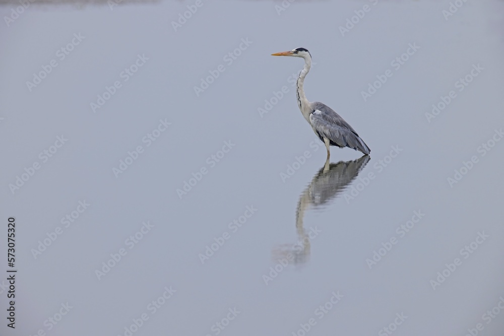 Grey Heron, Ardea cinerea, in the water, blurred background. Grey Heron, Ardea cinerea, in the water, blurred background.