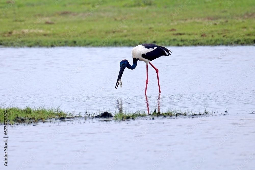 Fototapeta premium Black-necked Stork, (Ephippiorhynchus Asiaticus) with fish, Bundala, Sri Lanka