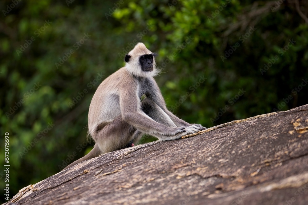 The tufted gray langur (Semnopithecus priam), also known as Madras gray langur, and Coromandel sacred langur 