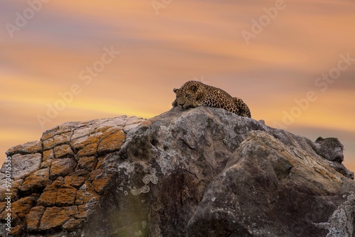 Sri Lankan leopard, Panthera pardus kotiya, predator native to Sri Lanka. Wildlife, typical environment of leopard subspecies. On the rock. Yala national park, Sri Lanka. photo