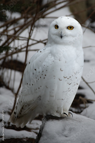 Owl in the Snow © Bradley