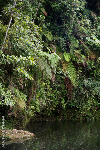 Rainforest and trees near Shell, Pastaza, Ecuador