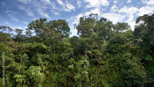 Rainforest and trees near Shell, Pastaza, Ecuador