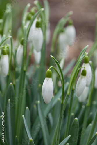 Snowdrops in flower, in springtime, England, United Kingdom