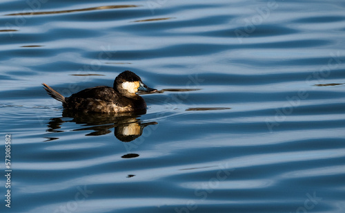 Ruddy Duck, Immature male, swimming in the water