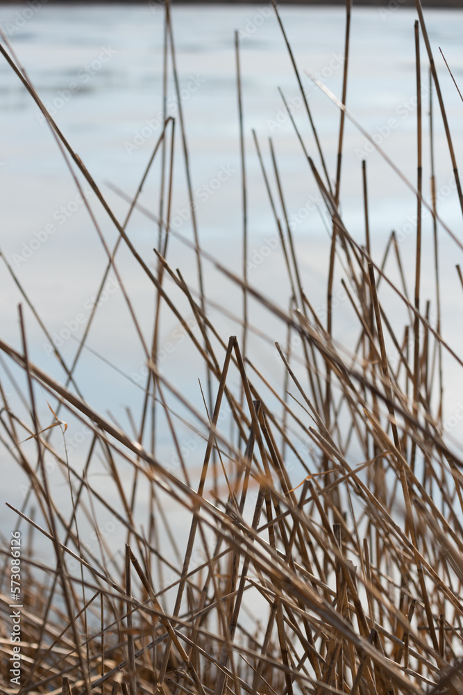 dried reeds by the pond dried reeds by the pond