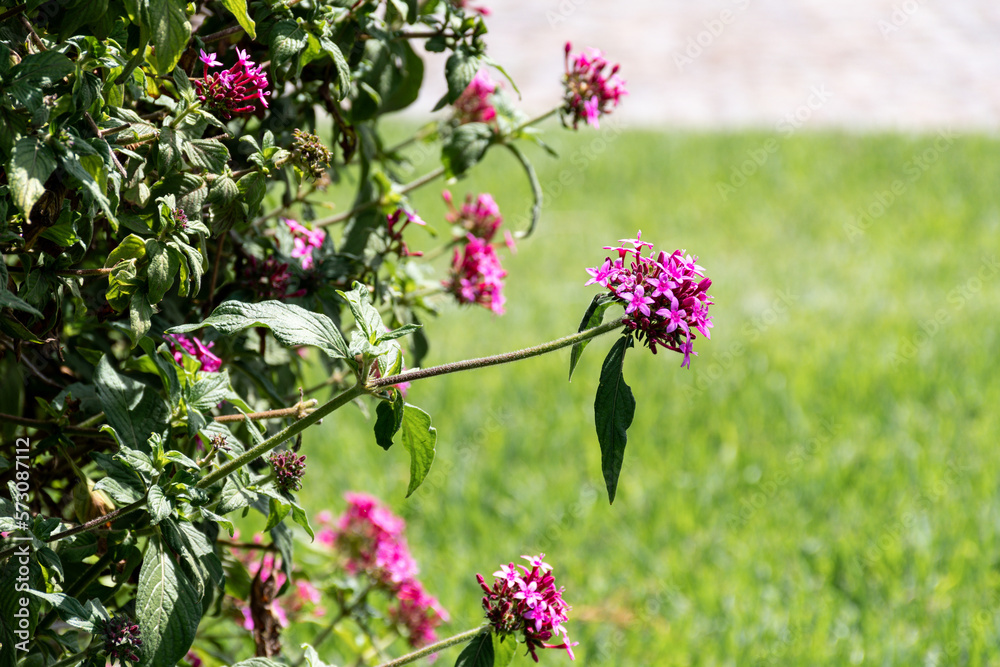 Selective focus of bouquet of pink Egyptian Star flowers on your plant. Selective focus of bouquet of pink Egyptian Star flowers on your plant.