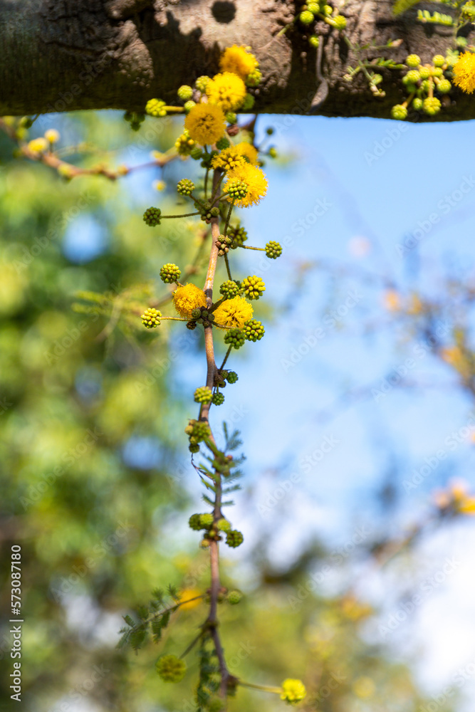 Acacia tree (Hawthorn) flowering in spring with its characteristic yellow color. Acacia tree (Hawthorn) flowering in spring with its characteristic yellow color.