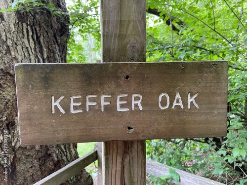 Keefer Oak - Giles County, VA photo