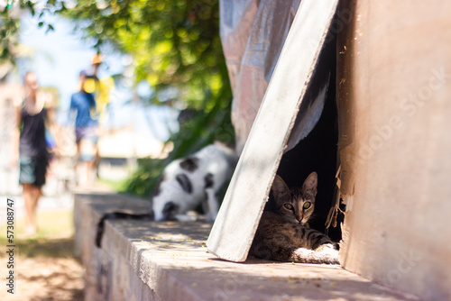 Wallpaper Mural a poor hidden cat looking at the camera, a hidden cat, hidden cat, poor street cat, street cat looking at the camera Torontodigital.ca