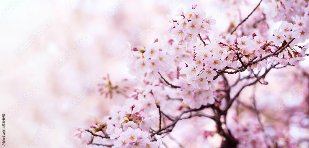 Cherry blossoms in full bloom on a sunny spring day. Flowers growing upward with flower buds still on the tree. bokeh background. Wide format. Shallow depth of field. Cherry blossoms in full bloom on a sunny spring day. Flowers growing upward with flower buds still on the tree. bokeh background. Wide format. Shallow depth of field.