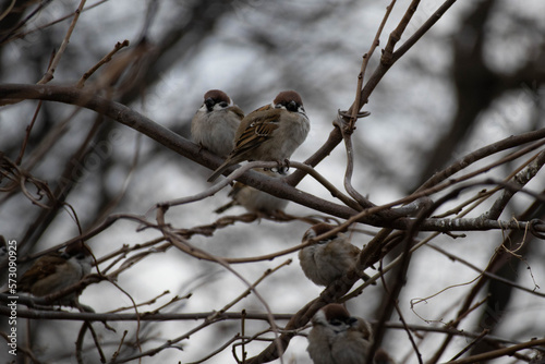 木に止まる冬の雀